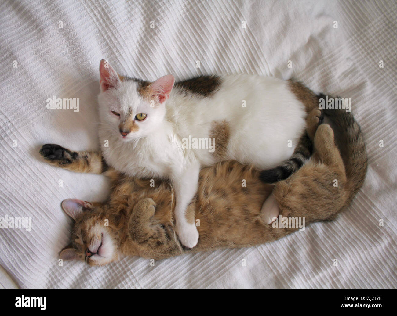 Two young cats playing in bed Stock Photo Alamy