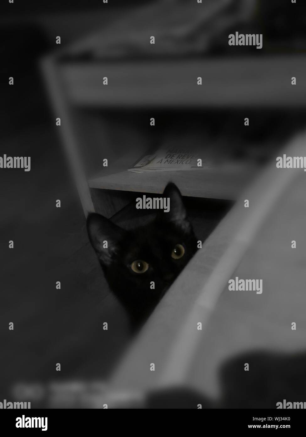 Cat Hiding Below Table At Home Stock Photo Alamy