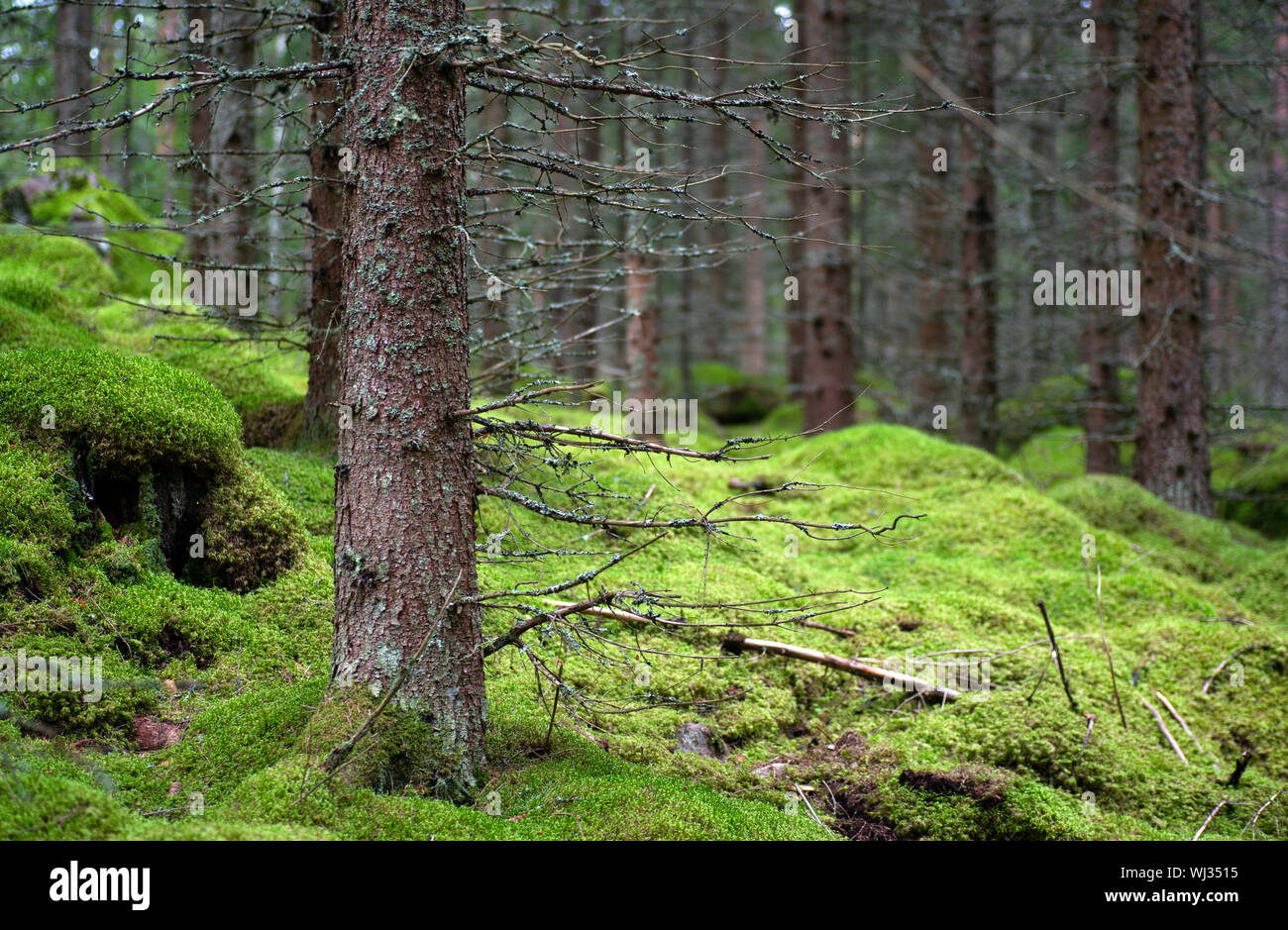Mossy stones in peaceful Swedish summer forest Stock Photo