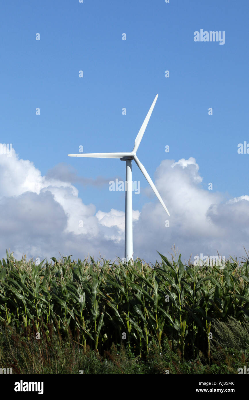 Wind turbine producing green electricity in corn field, Agricultural landscape Stock Photo