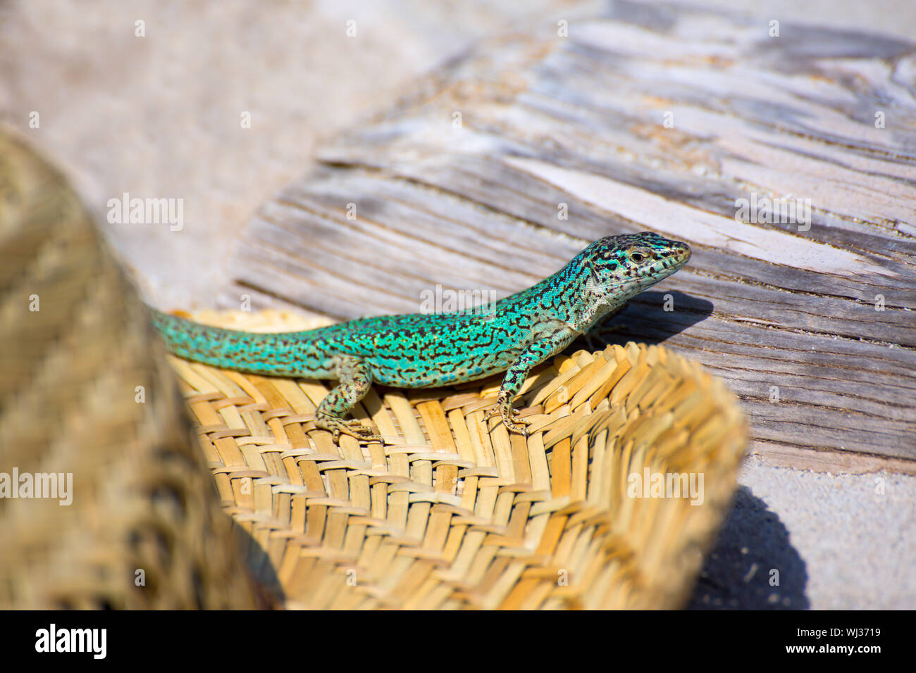 Formentera lizard Podarcis pityusensis formenterae in a tourist beach hat Stock Photo