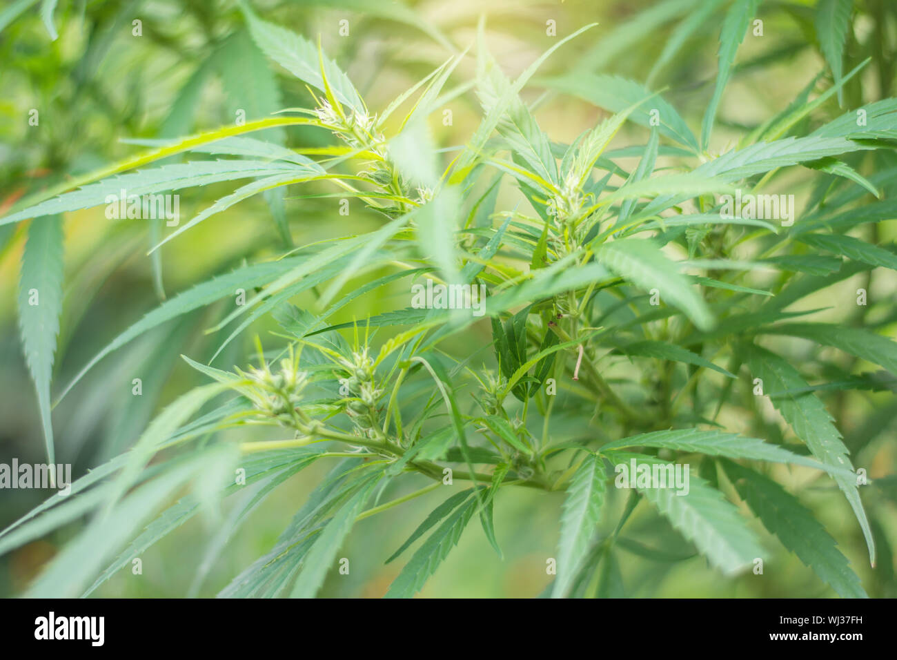 Close Up Cannabis Plant High Resolution Stock Photography and Images ...