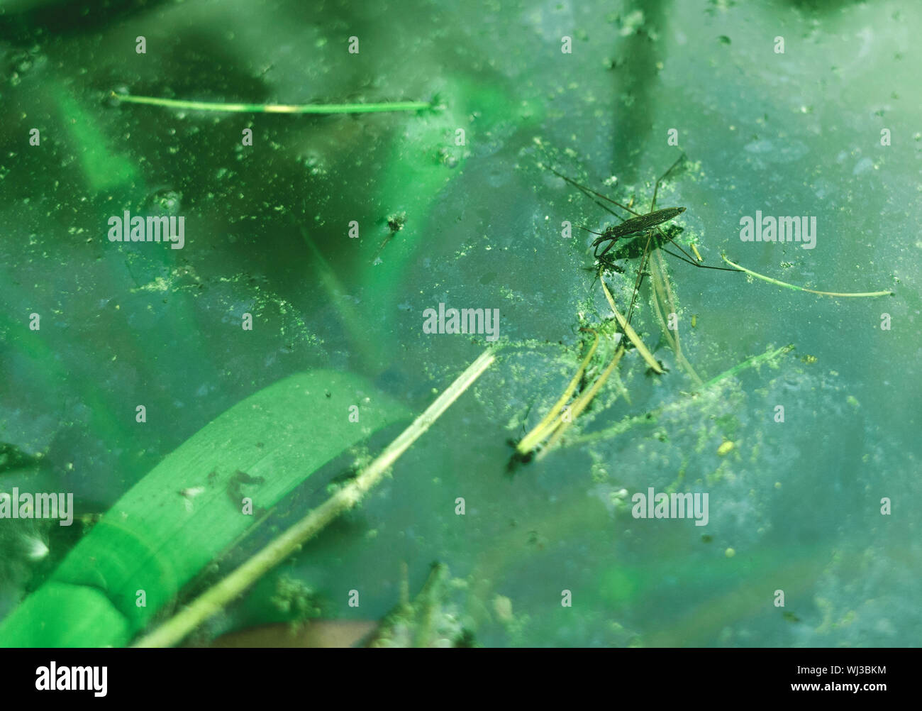 Pond Insect High Resolution Stock Photography and Images - Alamy