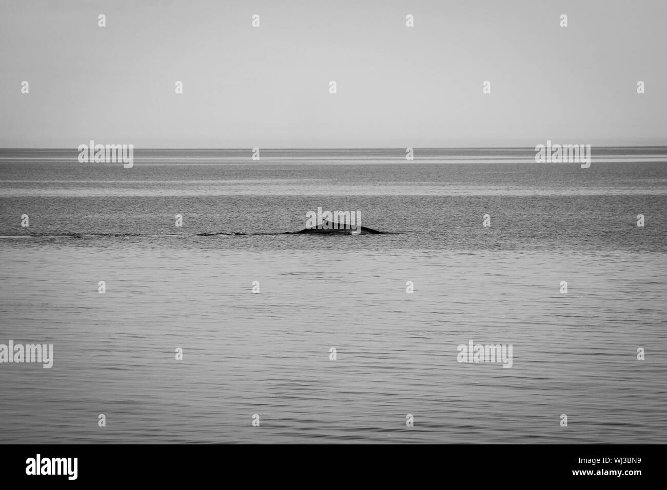 Whale Swimming In Sea Against Clear Sky Stock Photo