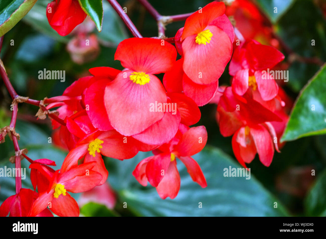 Close up red begonia flower Stock Photo