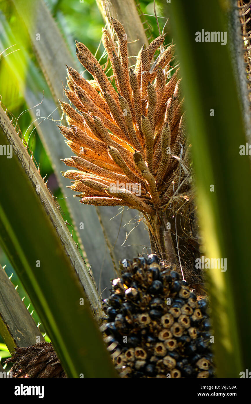 Dried oil palm flowers and fruits attracting birds and insects Stock Photo Alamy