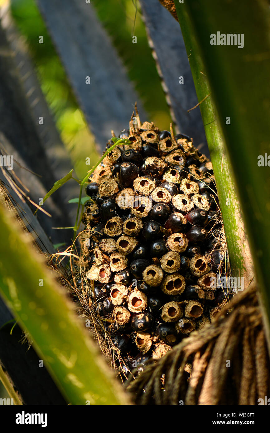 Dried oil palm flowers and fruits attracting birds and insects Stock Photo