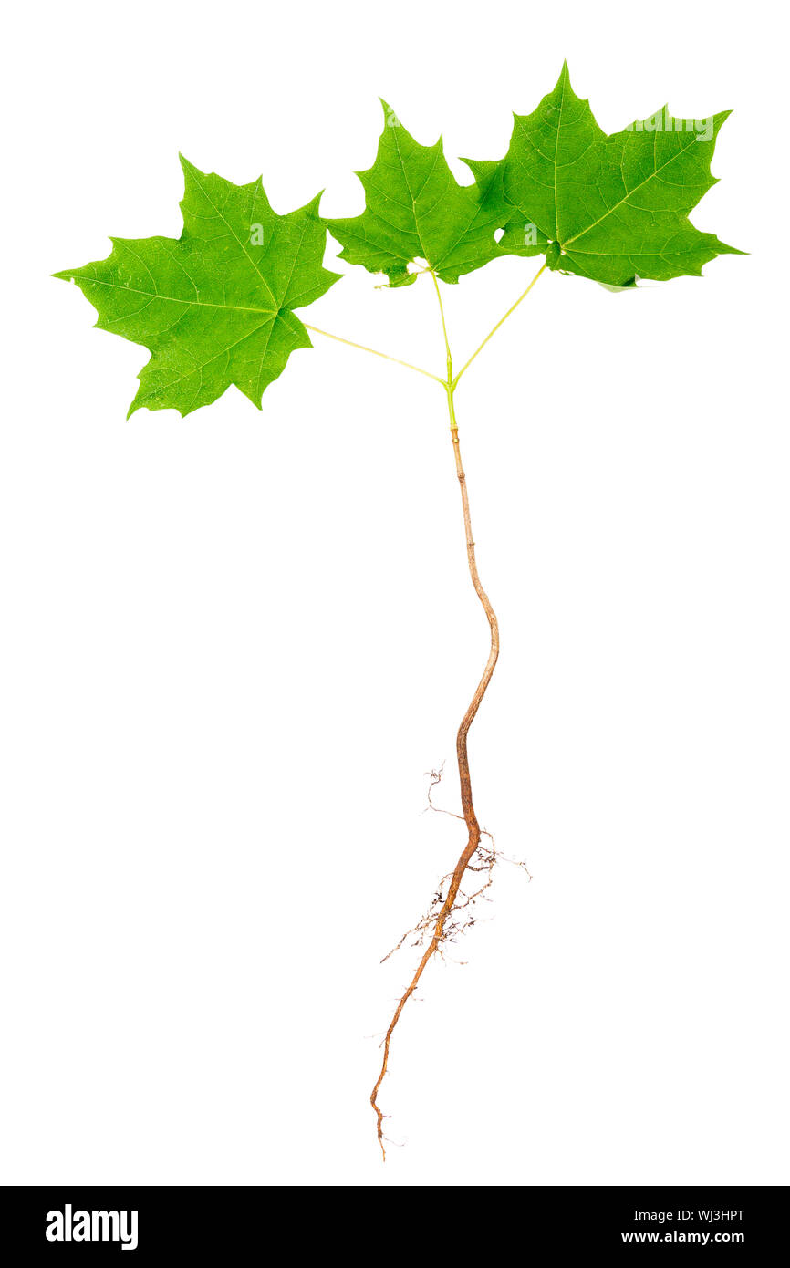Young maple tree with roots isolated on white background Stock Photo Alamy