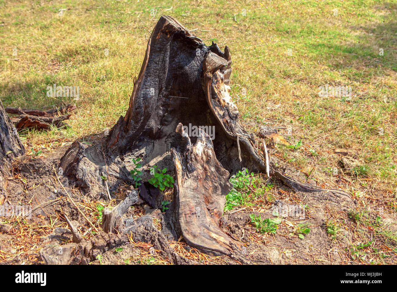 burnt tree stump in the forest Stock Photo Alamy