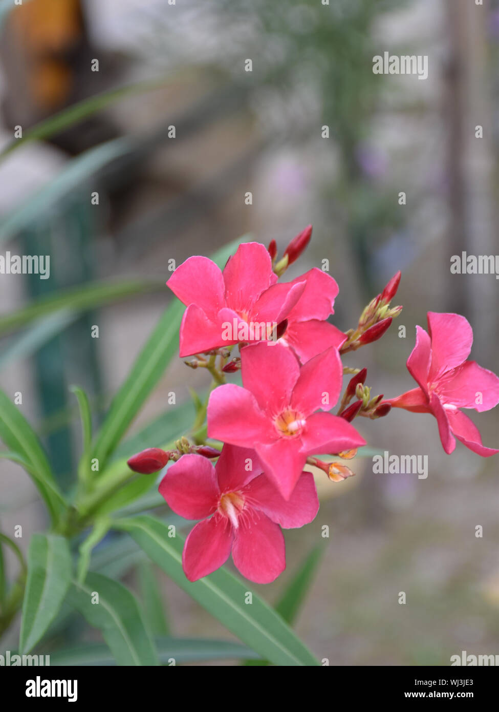 Close up shot of Nerium oleander is one of the most poisonous plants to