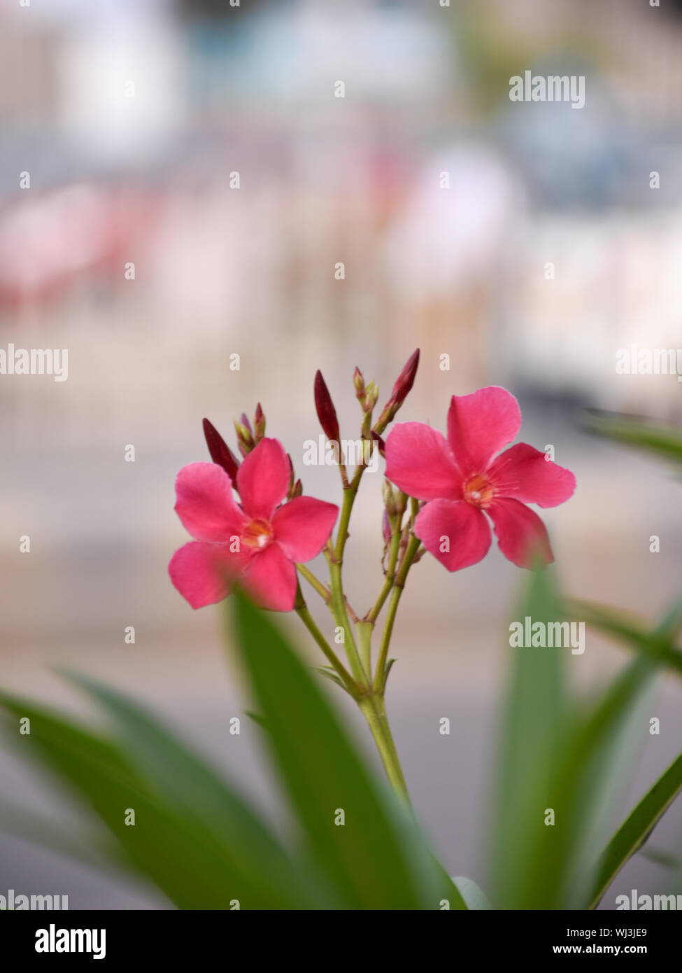 Close up shot of Nerium oleander is one of the most poisonous plants to