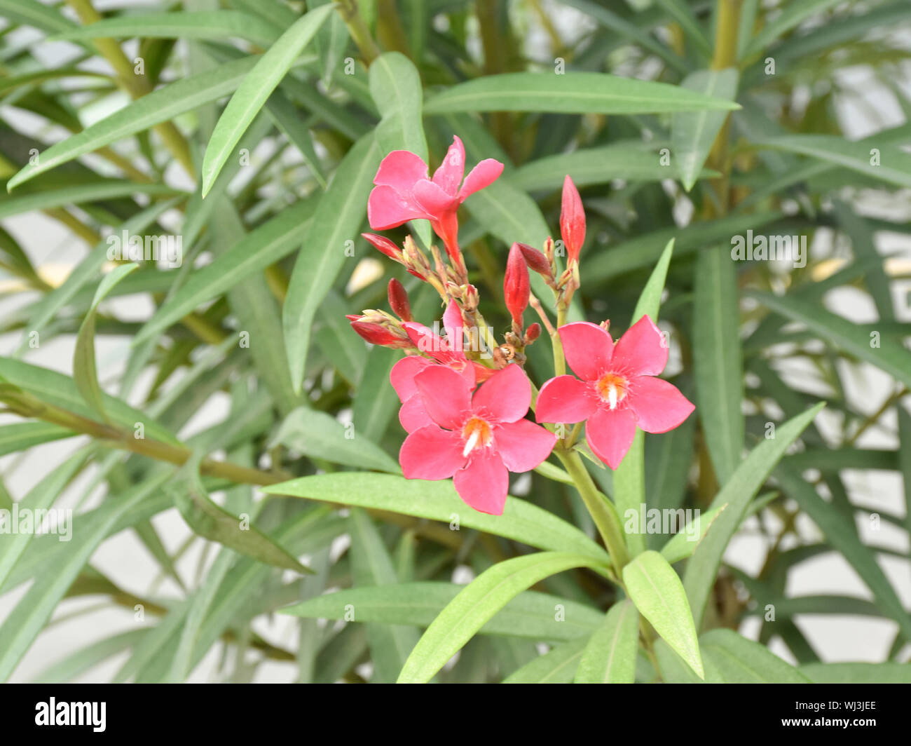 Close up shot of Nerium oleander is one of the most poisonous plants to ...
