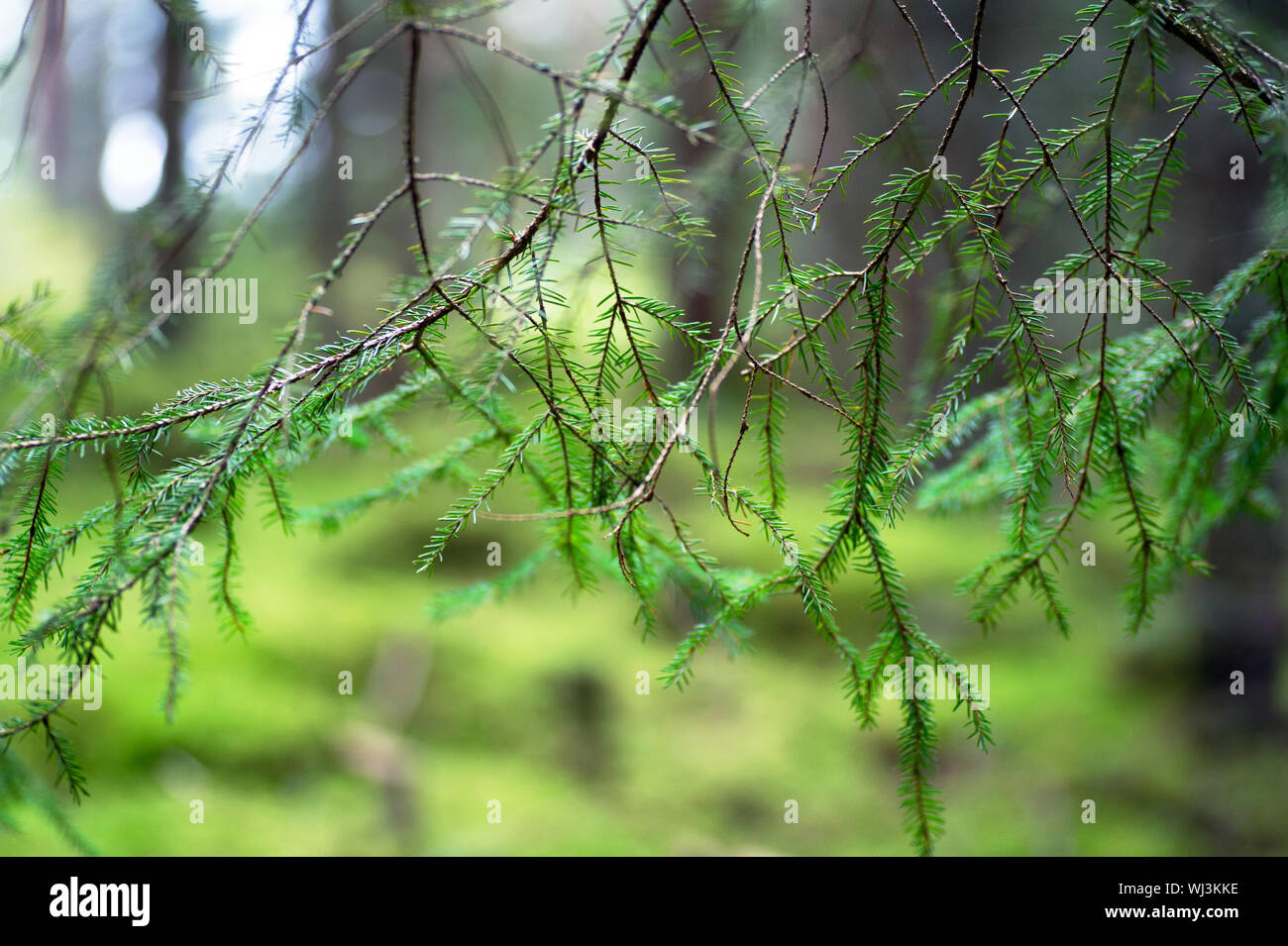 Coniferous tree branch in the Swedish forest Stock Photo