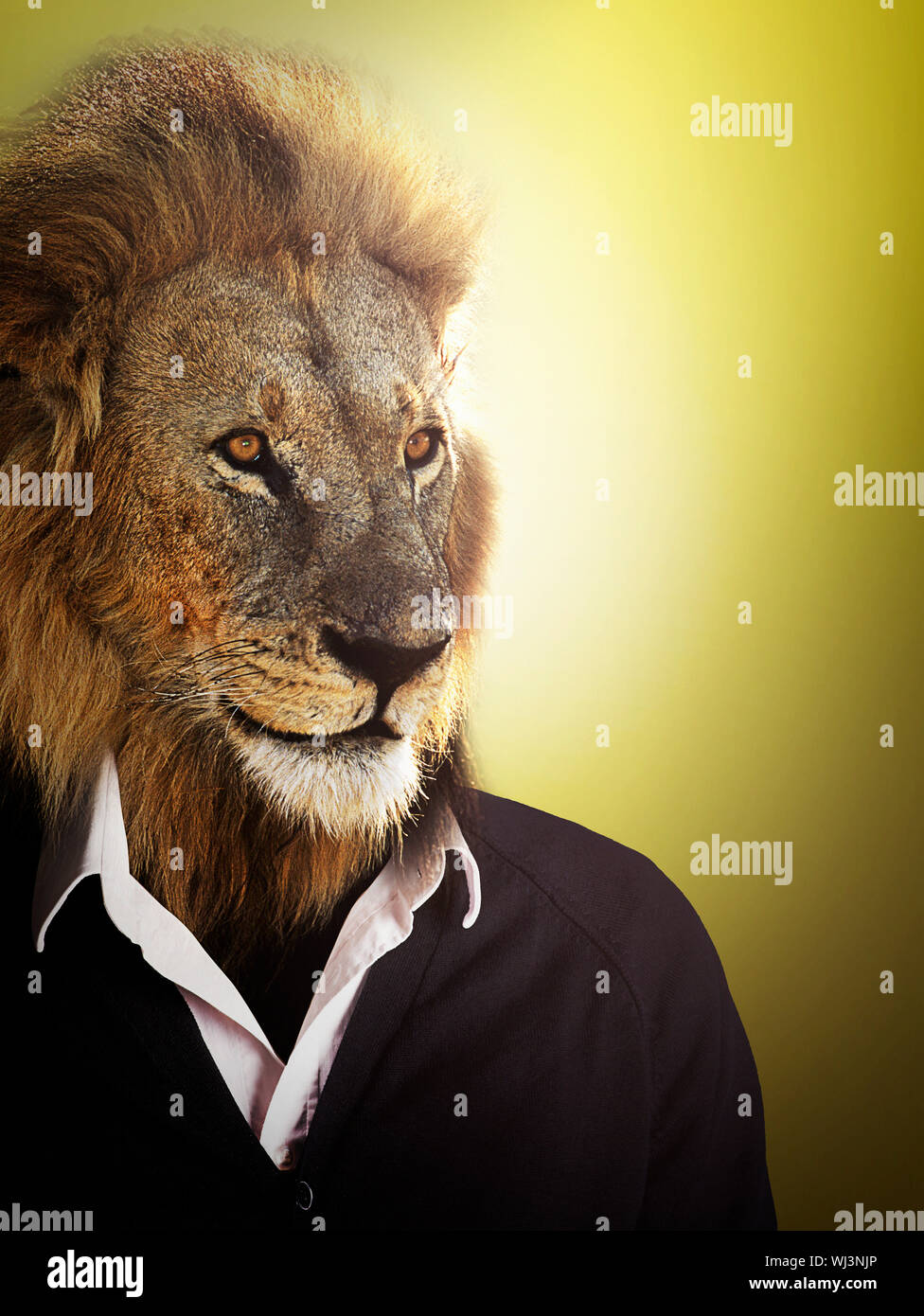 Lion dressed up with a shirt and jumper Stock Photo Alamy