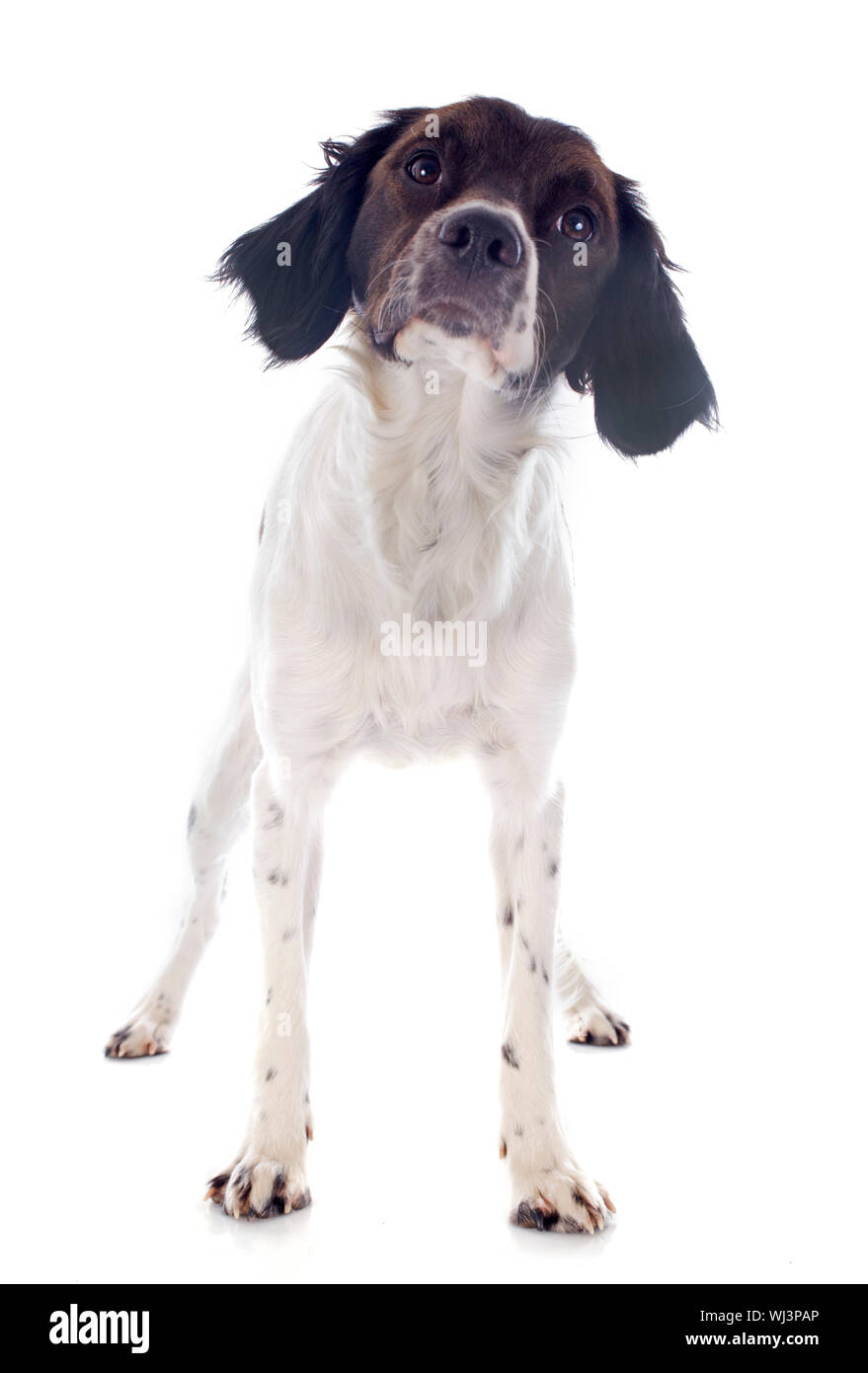 portrait of a brittany spaniel in front of white background Stock Photo