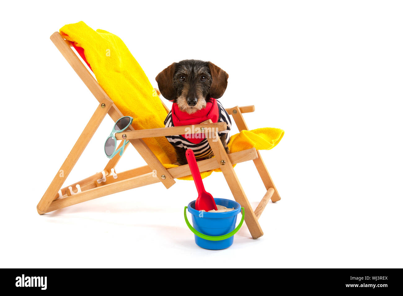 Wire haired dachshund in beach chair isolated over white background Stock Photo