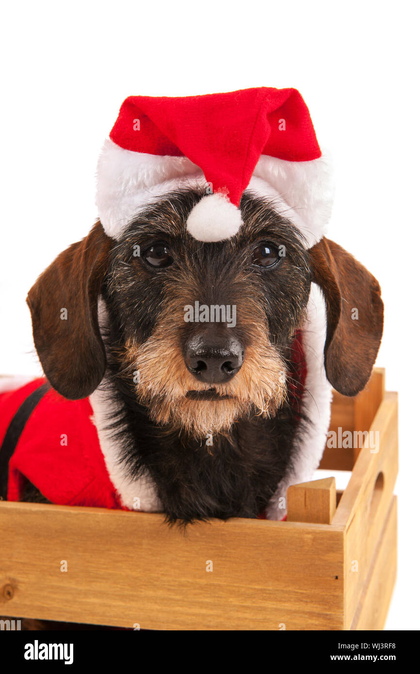 Wire haired dachshund with red suit of Santa Claus in wooden crate isolated over white background Stock Photo