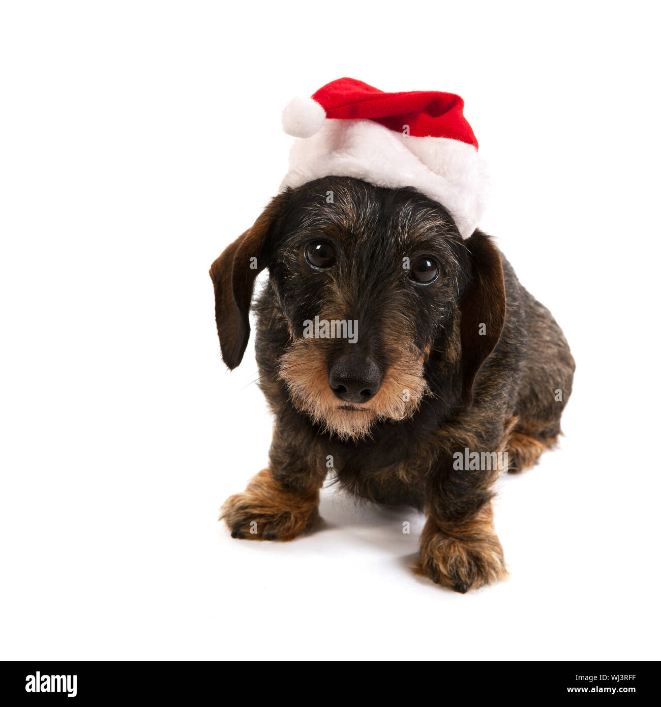 Wire haired dachshund with red hat of Santa Claus isolated over white background Stock Photo