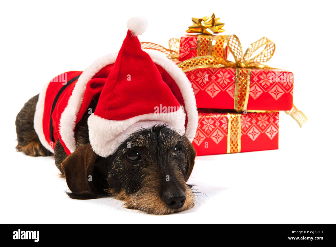 Wire haired dachshund with red hat of Santa Claus isolated over white background Stock Photo
