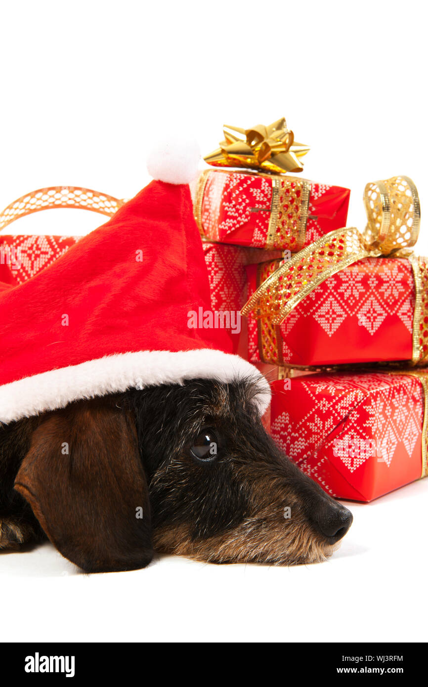 Wire haired dachshund with red hat of Santa Claus isolated over white background Stock Photo