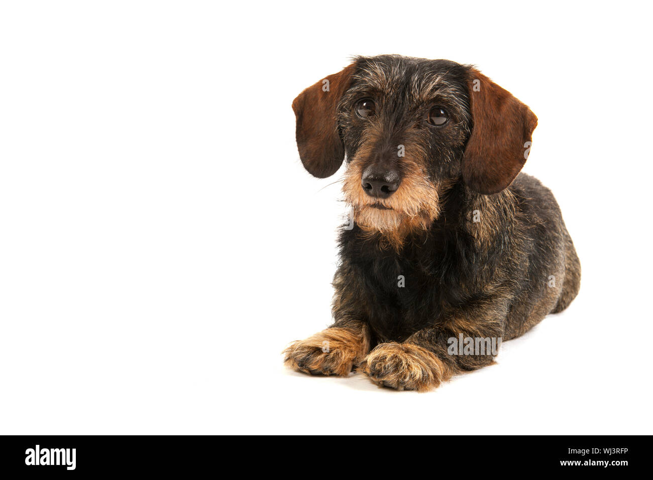 Wire haired dachshund isolated over white background Stock Photo - Alamy