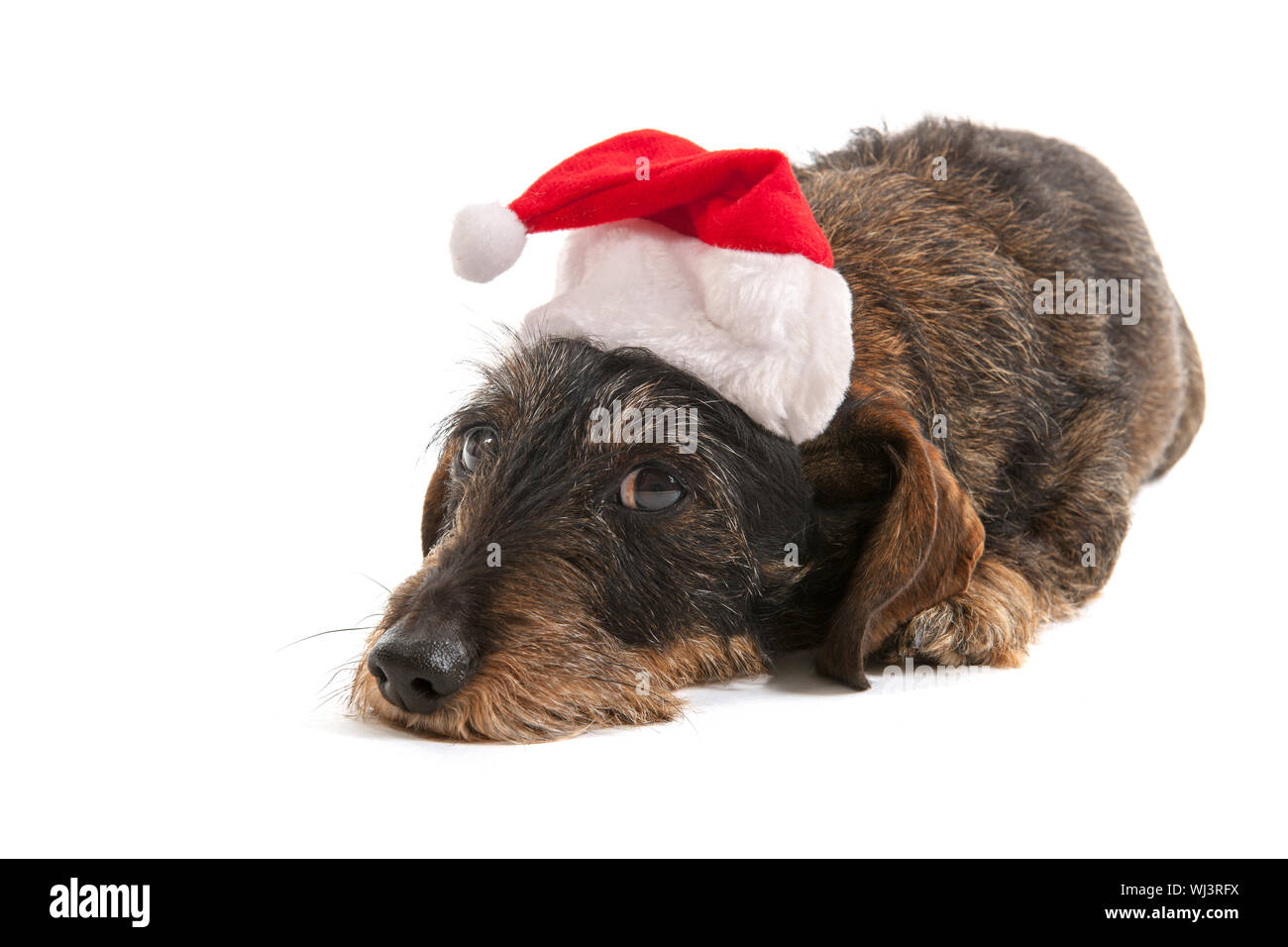 Wire haired dachshund with red hat of Santa Claus isolated over white background Stock Photo