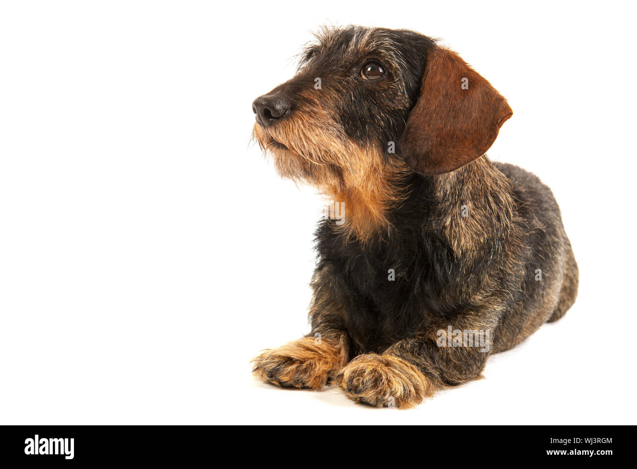 Wire haired dachshund isolated over white background Stock Photo