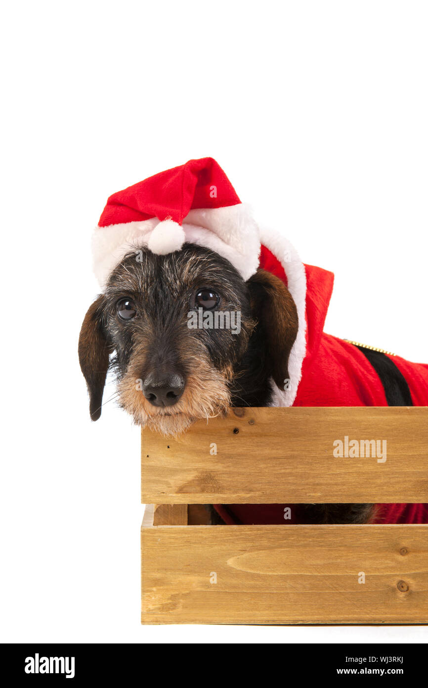 Wire haired dachshund with red suit of Santa Claus in wooden crate ...
