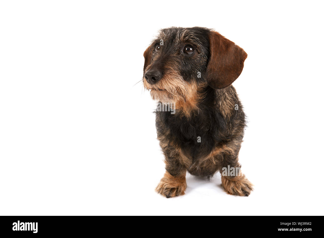 Wire haired dachshund isolated over white background Stock Photo
