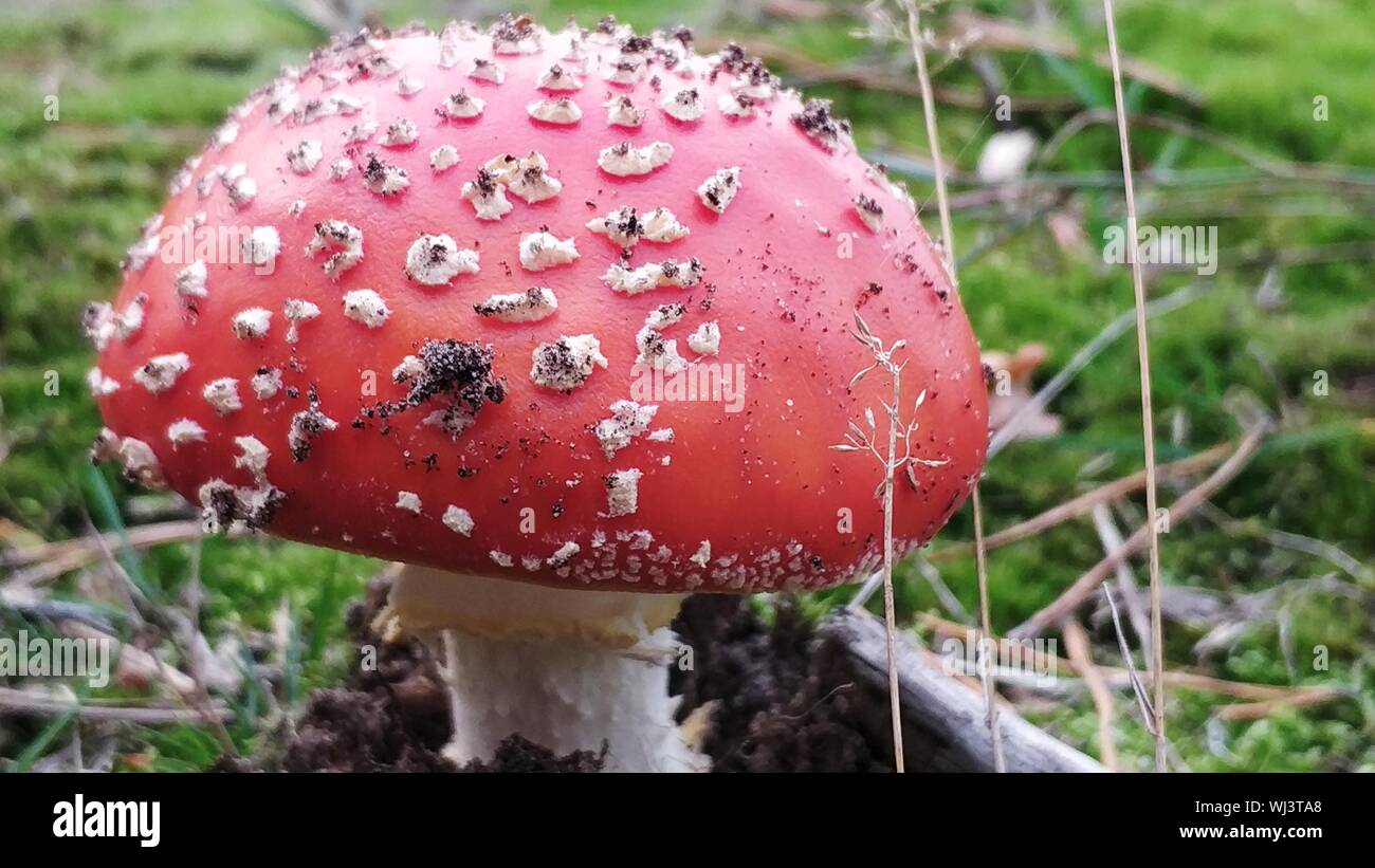 Fungus mushroom growing on pine hires stock photography and images Alamy