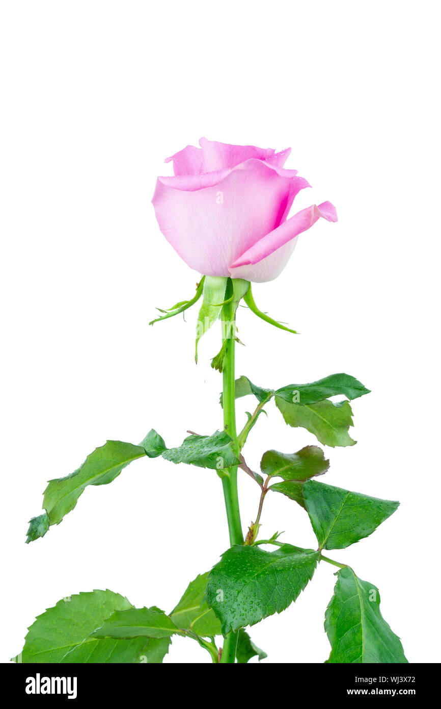 Beautiful single pink rose isolated on white background Stock Photo - Alamy