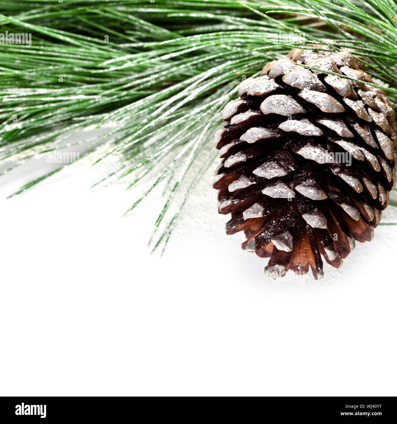 fir tree branch with pinecone on white background Stock Photo - Alamy