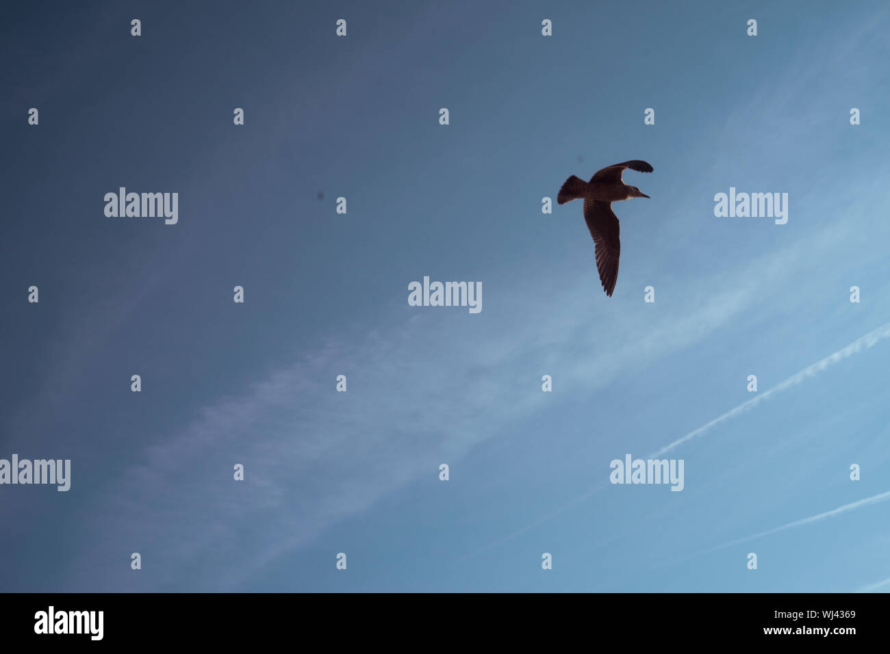 single bird pigeon flying in twilight night sky in brighton by the ...