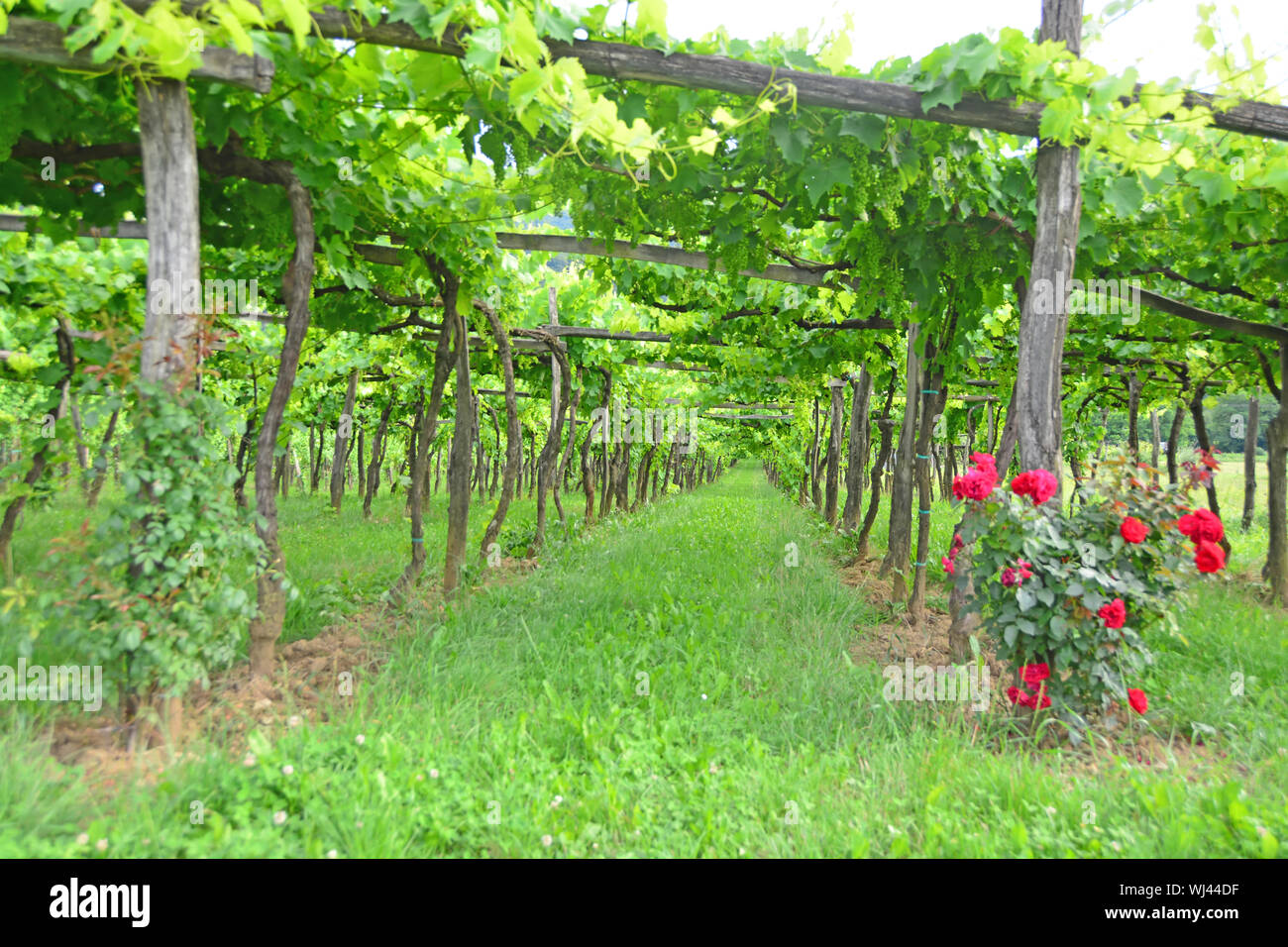 Vineyard using the trellis system of grapes hanging from a traditional