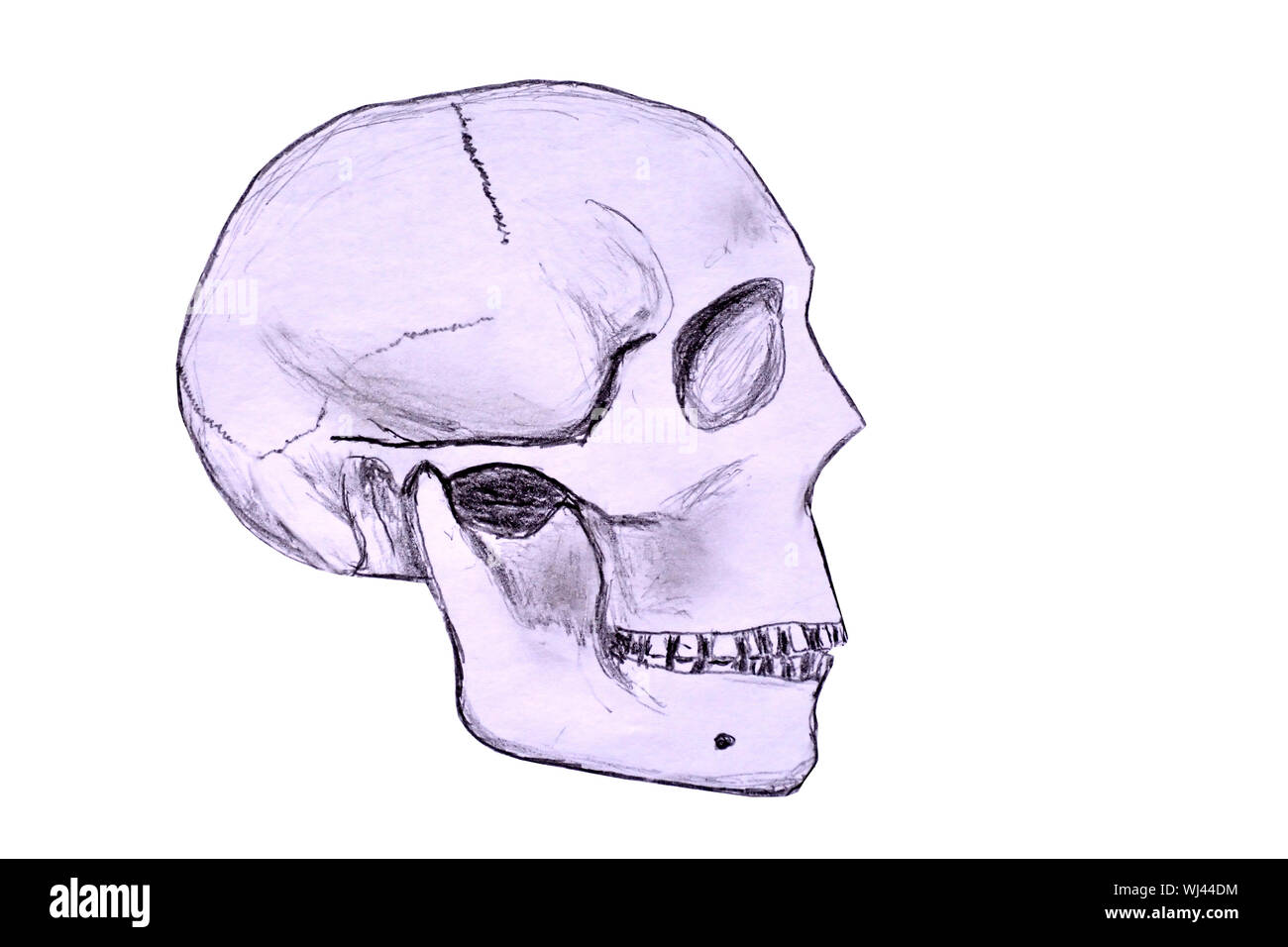 Sketch of a human skull in profile viewed from the right hand side. Isolated against a white background. Stock Photo