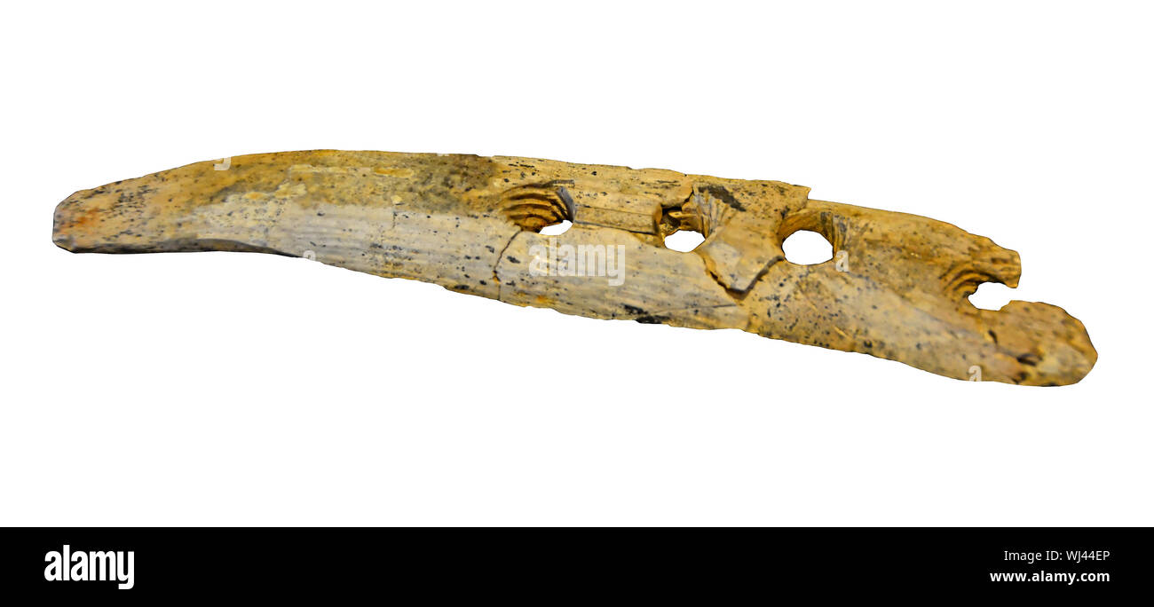 Prehistoric rope making tool dating to 40,000 years ago, made from mammoth ivory. Isolated against a white background Stock Photo