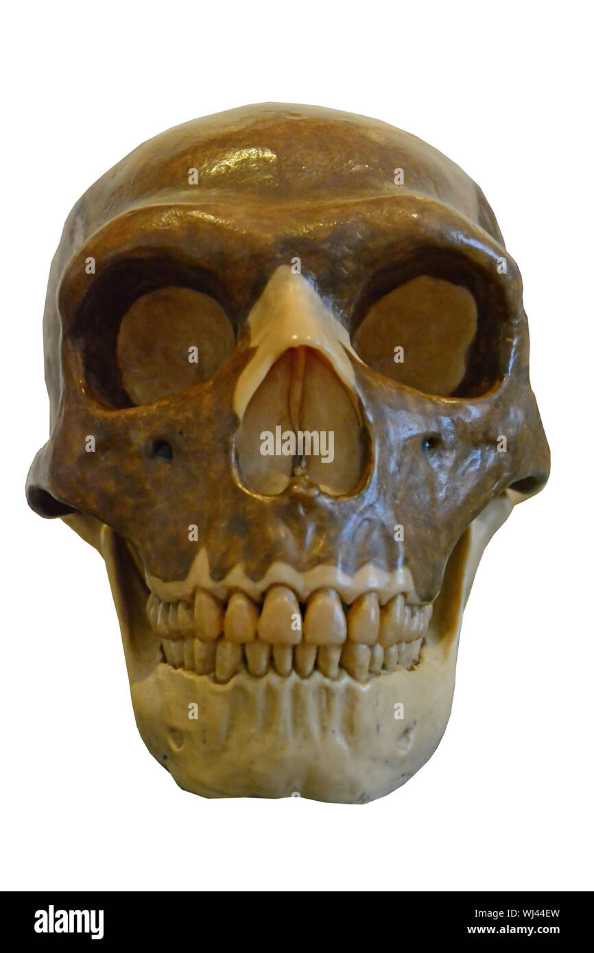 Neanderthal skull, front view showing characteristic large orbits, nasal aparture and facial forumen. Isolated against a white background Stock Photo