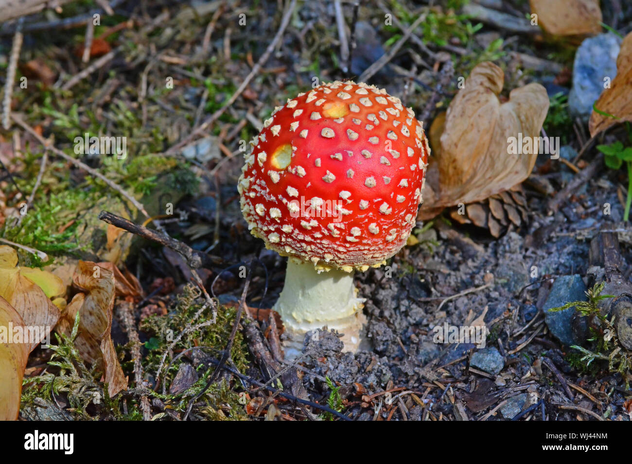 The Amanite Muscaria otherwise known as the Fly Agaric, source of the psycho-active drug Muscarine used by shamans for over 20,000 years. Stock Photo