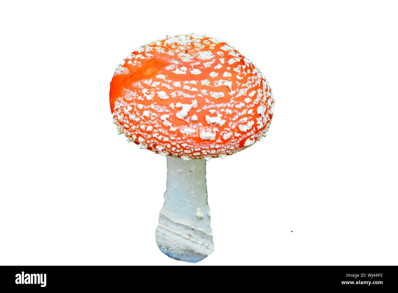The Amanite Muscaria otherwise known as the Fly Agaric, source of the psycho-active drug Muscarine used by shamans for over 20,000 years. Isolated aga Stock Photo