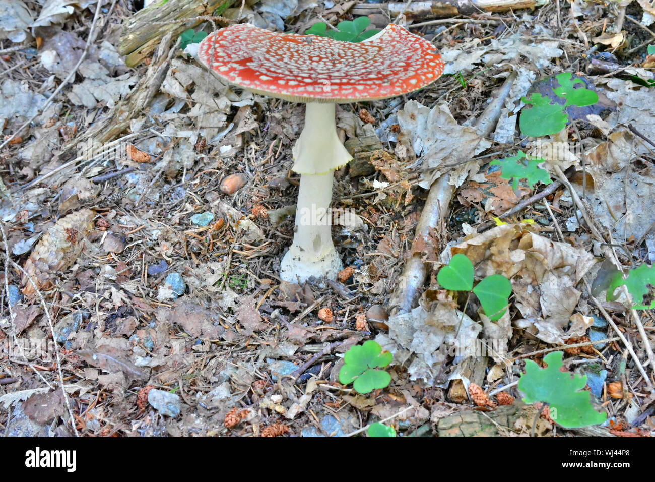 The Amanite Muscaria otherwise known as the Fly Agaric, source of the psycho-active drug Muscarine used by shamans for over 20,000 years. Stock Photo