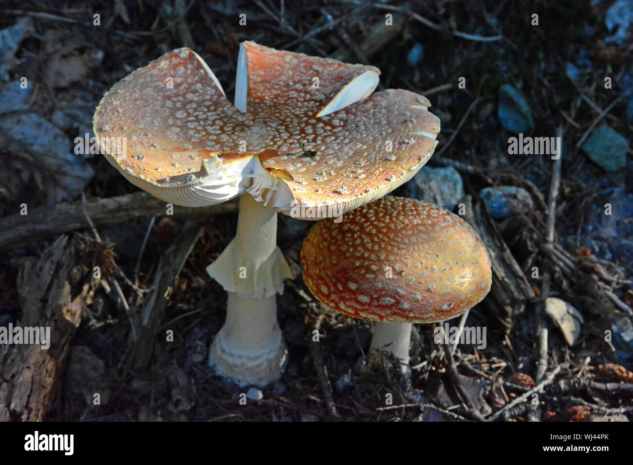 A mature Amanite Muscaria otherwise known as the Fly Agaric, source of the psycho-active drug Muscarine used by shamans for over 20,000 years next to Stock Photo