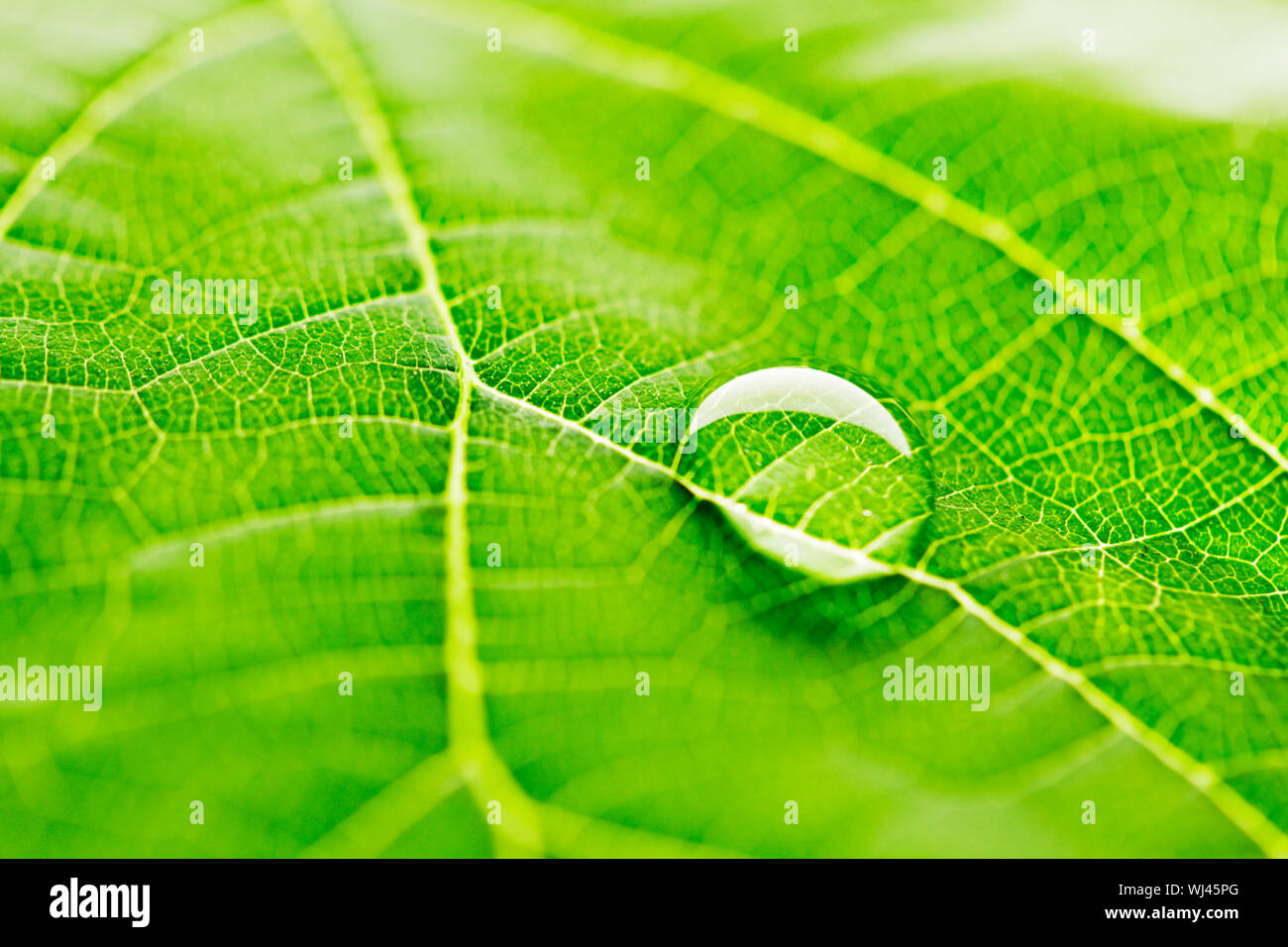 Water drop on fresh green leaf macro Stock Photo - Alamy