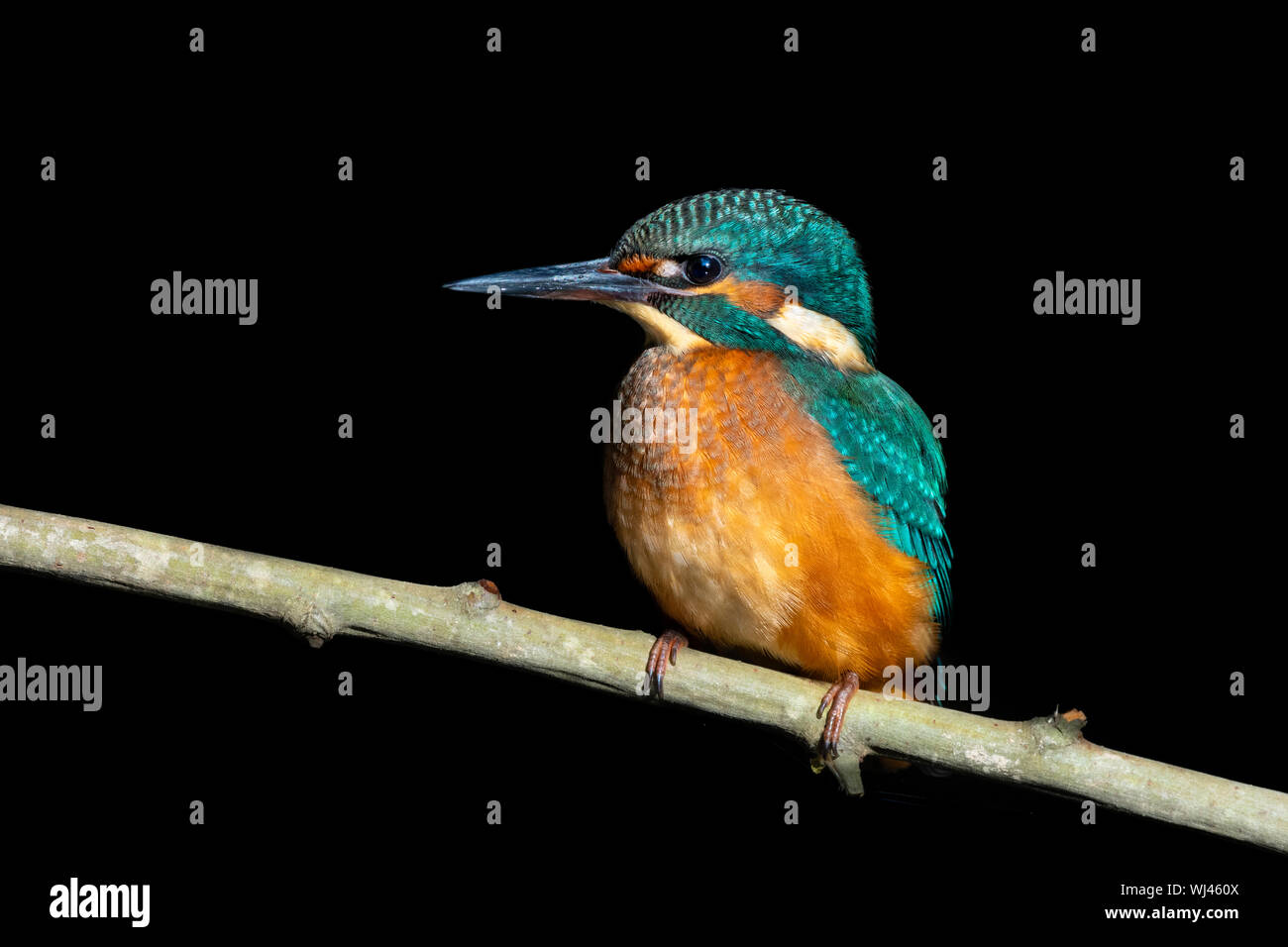 Common Kingfisher (Juvenile Male) - Guarda-rios (juvenil macho) - Alcedo atthis Stock Photo
