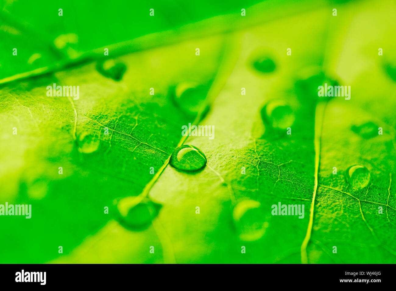 Water drop on green leaf macro Stock Photo - Alamy