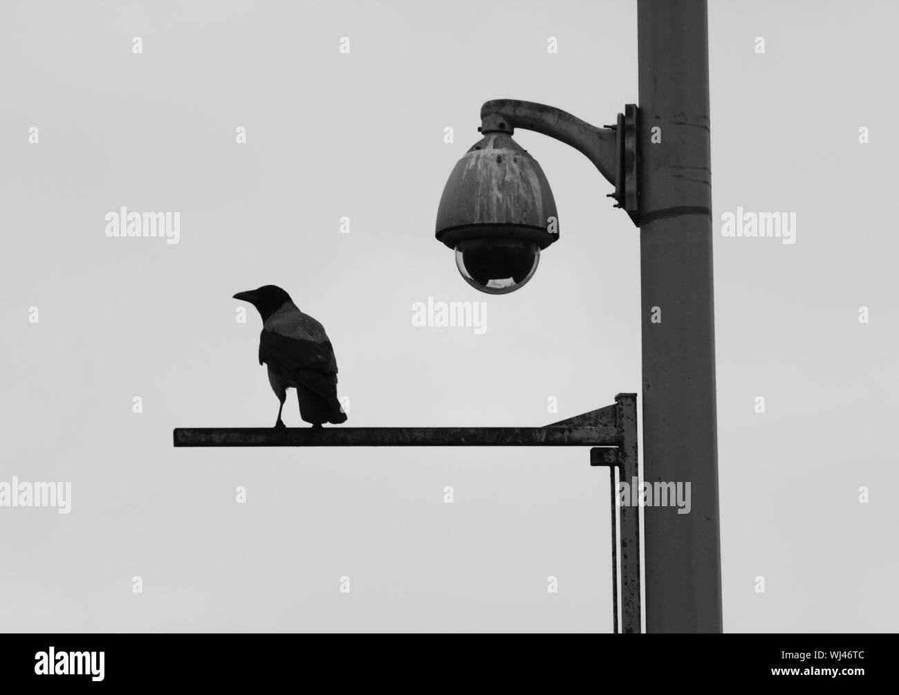 bird security camera