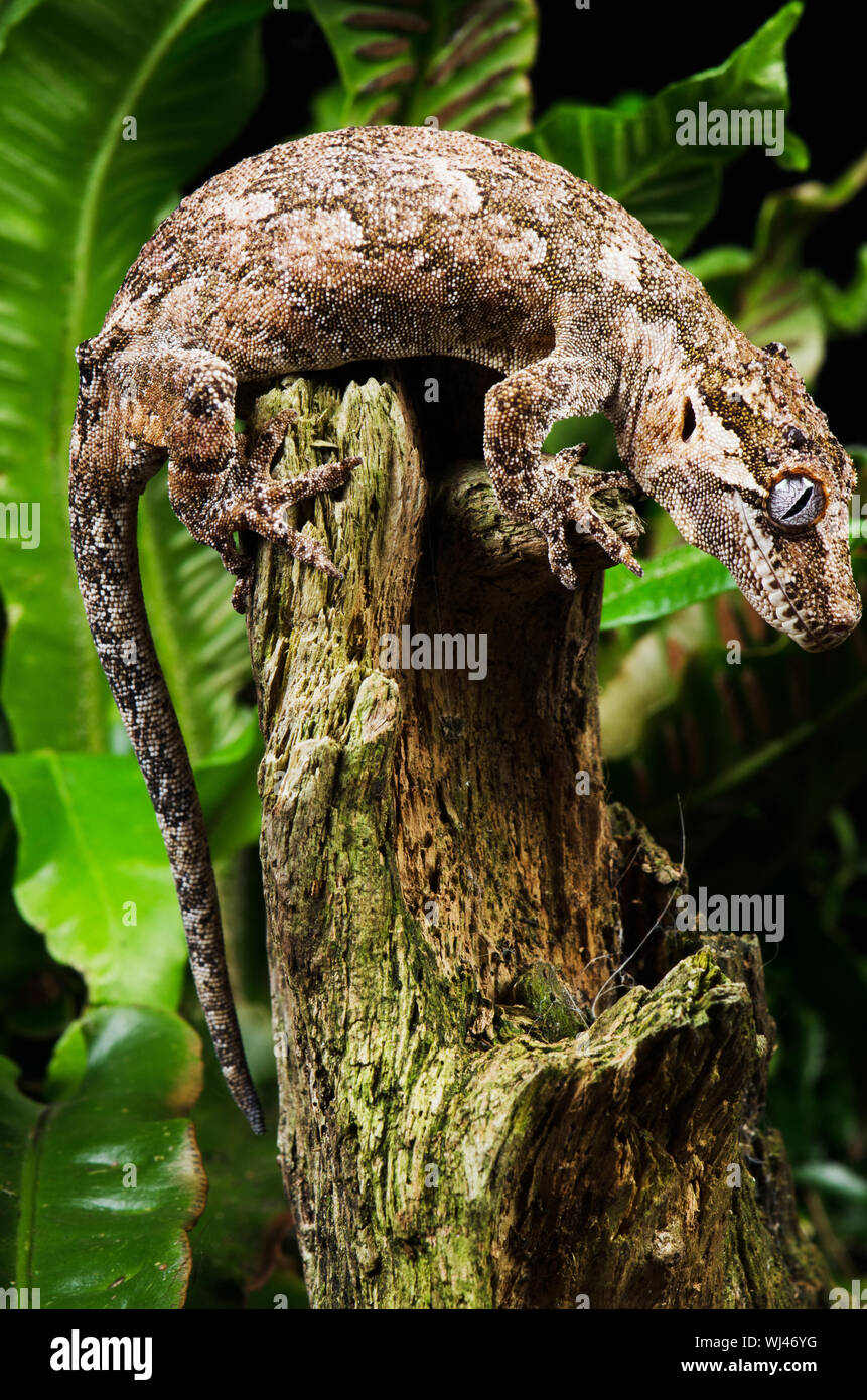 Gargoyle Gecko (Rhacodactylus auriculatus) Stock Photo