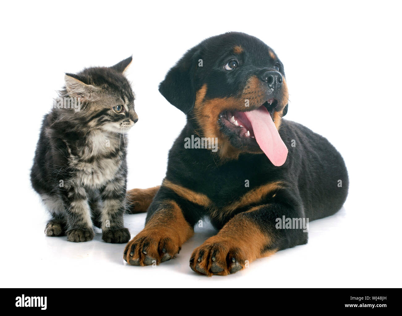 Are Rottweiler Puppies Good With Cats