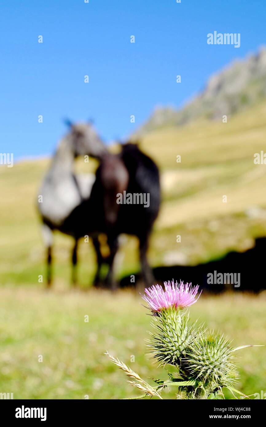 Close-up Of Thistle In Field Stock Photo