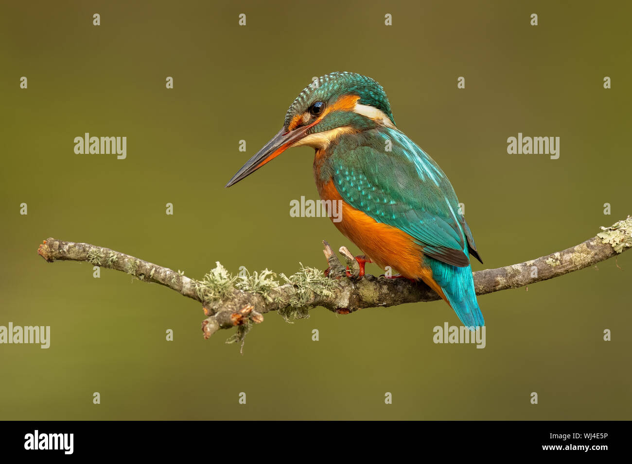 Common Kingfisher (Juvenile Female) - Guarda-rios (juvenil femea) - Alcedo atthis