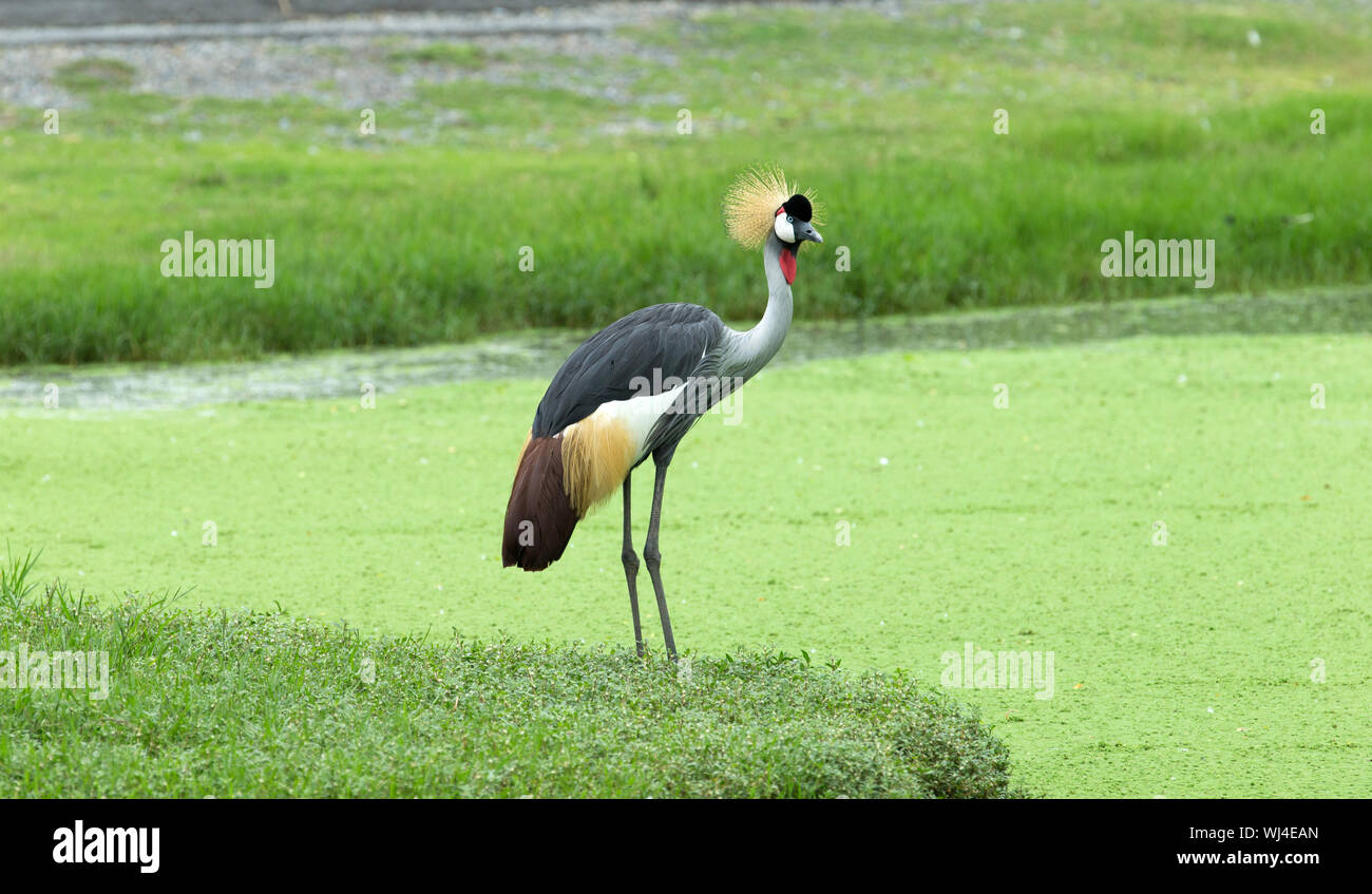 Crowned Crane on green blur background Stock Photo - Alamy